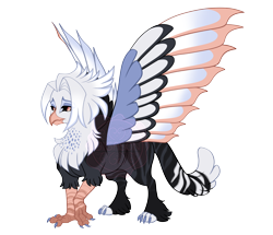 Size: 4300x3700 | Tagged: safe, artist:gigason, oc, oc only, oc:sable, griffon, adoptable, beak, black sclera, brown eyes, brown pupils, cat tail, chest fluff, chubby, colored claws, colored eyebrows, colored legs, colored paws, colored pupils, colored sclera, colored tail, colored wings, eye clipping through hair, eye markings, facial markings, frown, gray coat, griffon oc, high res, hybrid wings, leg fluff, leg stripes, lidded eyes, looking back, magical lesbian spawn, multicolored tail, multicolored wings, nonbinary, nonbinary oc, offspring, parents:oc x oc, raised claw, simple background, solo, spots, spread wings, striped, striped tail, stripes, tail, transparent background, two toned hair, watermark, wings, yellow eyes