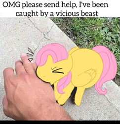 Size: 563x579 | Tagged: safe, artist:custompizza, fluttershy, pegasus, pony, g4, angry, biting, cute, daaaaaaaaaaaw, finger bite, hand, irl, meme, meme template, nom, photo, ponified animal photo, shyabetes