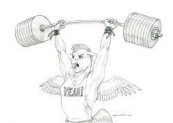 Size: 1280x911 | Tagged: safe, artist:baron engel, bulk biceps, pegasus, anthro, g4, armpits, arms over head, barbell, black and white, clothes, grayscale, male, monochrome, muscles, muscular male, open mouth, pencil drawing, shirt, simple background, solo, spread wings, traditional art, weight lifting, weights, white background, wings, wristband, yeah