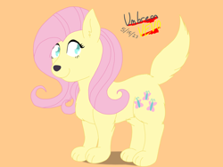 Size: 1024x771 | Tagged: safe, artist:umbreonvevo, fluttershy, dog, g4, dogified, female, flutterdog, orange background, simple background, smiling, species swap, text