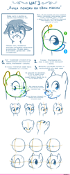 Size: 1000x2476 | Tagged: safe, artist:eto ya, earth pony, pony, anatomy, comic, cyrillic, faic, female, male, mare, russian, solo, stallion, tutorial