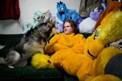 Size: 1000x666 | Tagged: safe, applejack, lyra heartstrings, princess luna, dog, human, g4, couch, disembodied head, fursuit, indoors, irl, irl human, lying down, on back, partially undressed, photo, plushie, ponysuit