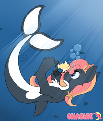 Size: 2682x3163 | Tagged: safe, artist:gnashie, oc, oc only, oc:chilly waters, fish, orca, orca pony, original species, starfish, bubble, countershading, dorsal fin, fin, fish tail, flowing mane, flowing tail, ocean, smiling, solo, sunlight, swimming, tail, underwater, water