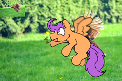 Size: 800x533 | Tagged: safe, artist:felixmcfurry, scootaloo, bird, chicken, pegasus, pony, g4, :d, blank flank, blushing, colored, digital art, flat colors, flying, grass, meme, open mouth, open smile, outdoors, scootachicken, scootaloo can fly, small wings, smiling, solo, wings