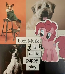 Size: 2454x2780 | Tagged: safe, artist:ponymagnets, pinkie pie, dog, earth pony, pony, g4, elon musk, inside joke, irl, irl dog, magnet, photo, ponymagnets, smiling, text