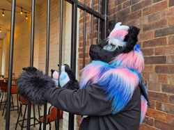 Size: 1663x1247 | Tagged: safe, oc, oc only, oc:noir, kirin, nirik, bars, brick wall, fursuit, indoors, irl, photo, ponysuit, solo