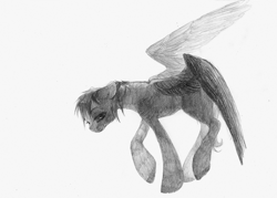 Size: 1672x1200 | Tagged: safe, artist:wolfiedrawie, pegasus, pony, black and white, grayscale, monochrome, simple background, solo, spread wings, traditional art, white background, wings