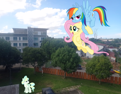 Size: 1389x1079 | Tagged: safe, artist:shutterflyyay, artist:starryshineviolet, fluttershy, rainbow dash, vapor trail, pegasus, pony, g4, angry, cute, female, flying, grin, irl, mare, photo, ponies in real life, shyabetes, sky, smiling, tree, vaporbetes, worried