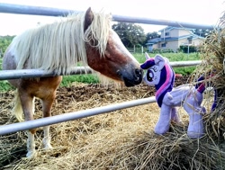 Size: 2048x1547 | Tagged: safe, photographer:pakapaka1993, twilight sparkle, alicorn, horse, pony, g4, duo, hay, horse-pony interaction, irl, irl horse, outdoors, photo, plushie, twilight sparkle (alicorn), twilight sparkle plushie