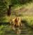 Size: 1800x1900 | Tagged: safe, artist:zetamad, applejack, earth pony, pony, g4, butt, drink, drinking, female, forest, horses doing horse things, looking down, mare, missing accessory, nature, outdoors, plot, pond, reflection, scenery, solo, tree, water