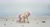 Size: 3000x1600 | Tagged: safe, artist:zetamad, fluttershy, pegasus, pony, g4, 2020, atg 2020, beach, cleaning, female, folded wings, mare, newbie artist training grounds, old art, outdoors, solo, trash, wings