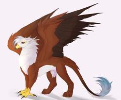 Size: 2428x2000 | Tagged: safe, artist:vitani, oc, oc only, griffon, concave belly, leonine tail, simple background, solo, spread wings, tail, white background, wings