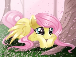 Size: 2048x1536 | Tagged: safe, artist:sunshineshiny, fluttershy, pegasus, pony, g4, cherry blossoms, cute, female, flower, flower blossom, lying down, mare, prone, shyabetes, solo, tree