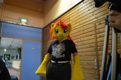 Size: 3384x2250 | Tagged: safe, artist:atalonthedeer, sunset shimmer, human, g4, 2014, bronymuc, fursuit, irl, irl human, photo, ponysuit