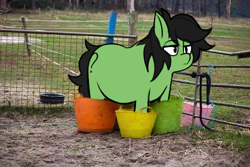 Size: 500x333 | Tagged: safe, artist:itskaarts, artist:pukifurs, edit, oc, oc only, oc:filly anon, earth pony, pony, g4, bucket, cute, female, fence, filly, foal, meme, outdoors, ponified animal photo, ponified meme, shitposting, solo