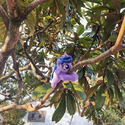 Size: 1728x1728 | Tagged: safe, photographer:brella, twilight sparkle, alicorn, g4, irl, photo, plushie, tree