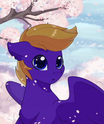 Size: 1257x1500 | Tagged: safe, artist:maravor, oc, pegasus, pony, cherry blossoms, flower, flower blossom, male, solo, stallion