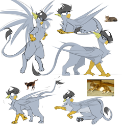 Size: 4500x4700 | Tagged: safe, artist:madragon, oc, oc only, oc:thunder rush, cat, griffon, angry, behaving like a cat, chest fluff, ear fluff, flying, glasses, gray mane, looking at you, lying down, male, scared, sketch, sketch dump, tiptoe