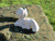 Size: 1500x1125 | Tagged: safe, artist:malte279, marble pie, earth pony, pony, g4, animated, concrete, craft, female, gif, irl, mare, outdoors, photo, rotating, rotation, sculpture, solo, wip, ytong