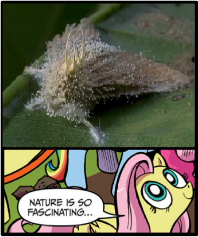 #280606 - cordyceps, exploitable meme, fluttershy, fungus 