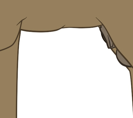 Horse Penis Length