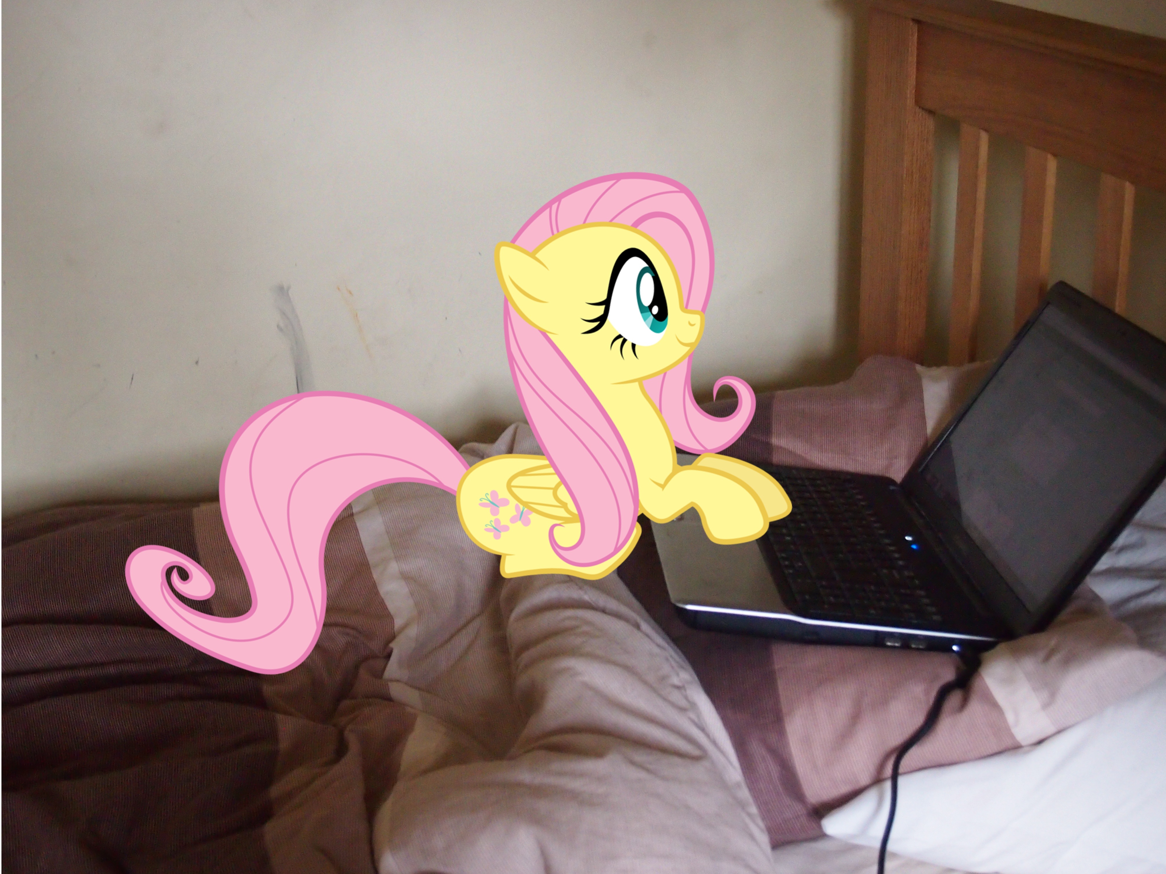 100290__safe_fluttershy_photo_irl_pony_s